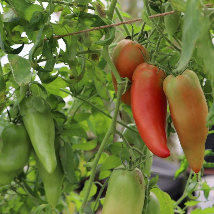 les-semences-de-l-ombelle-tomate-andine-cornue-bio-graines-sauce image 2