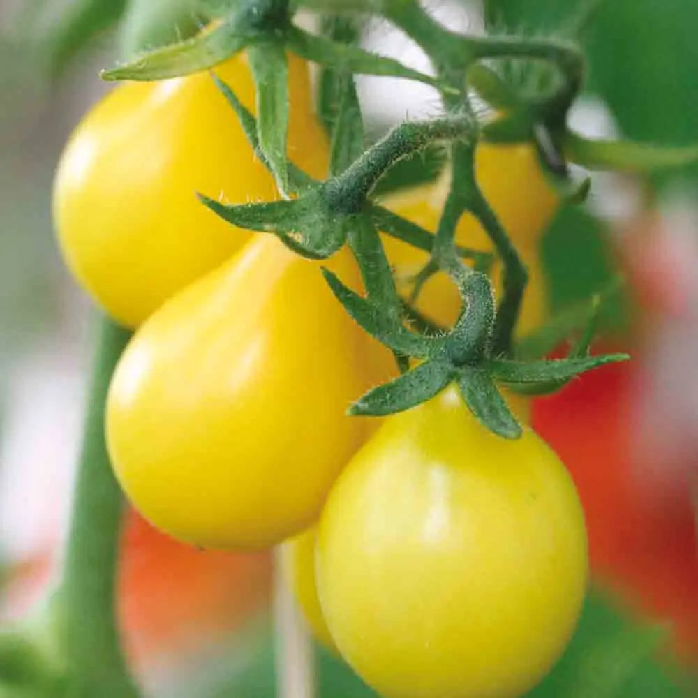 ferme-de-sainte-marthe-tomate-poire-jaune-graines-bio image 1