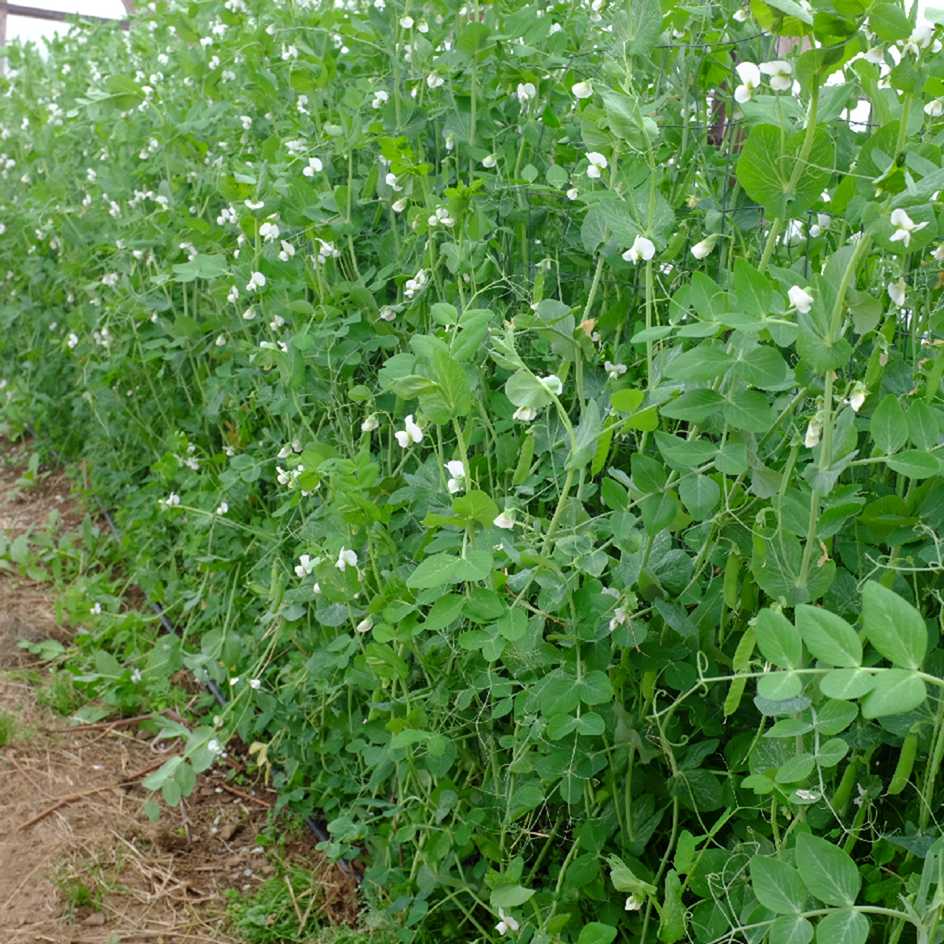 la-bo-te-graines-graines-l-gumes-pois-de-chantenay-bio image 2