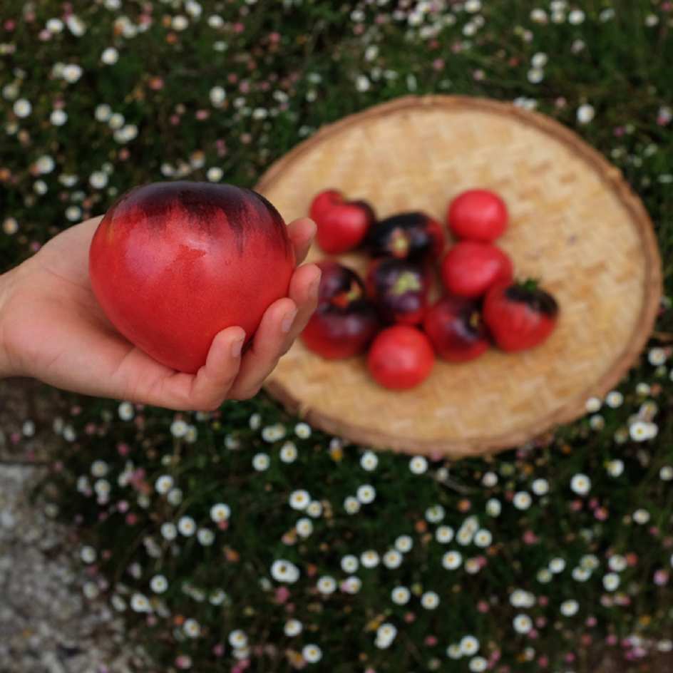 la-bo-te-graines-tomate-c-ur-de-b-uf-bleu-bio-graines-mi-saison image 3
