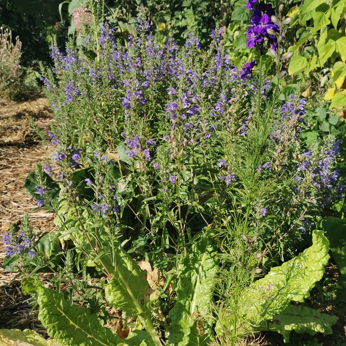 les-semences-de-l-ombelle-th-des-jardins-graines-aromatiques-bio image 2