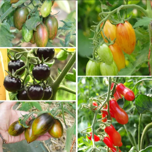 les-semences-de-l-ombelle-tomate-cocktail-m-lange-graines-bio image 1