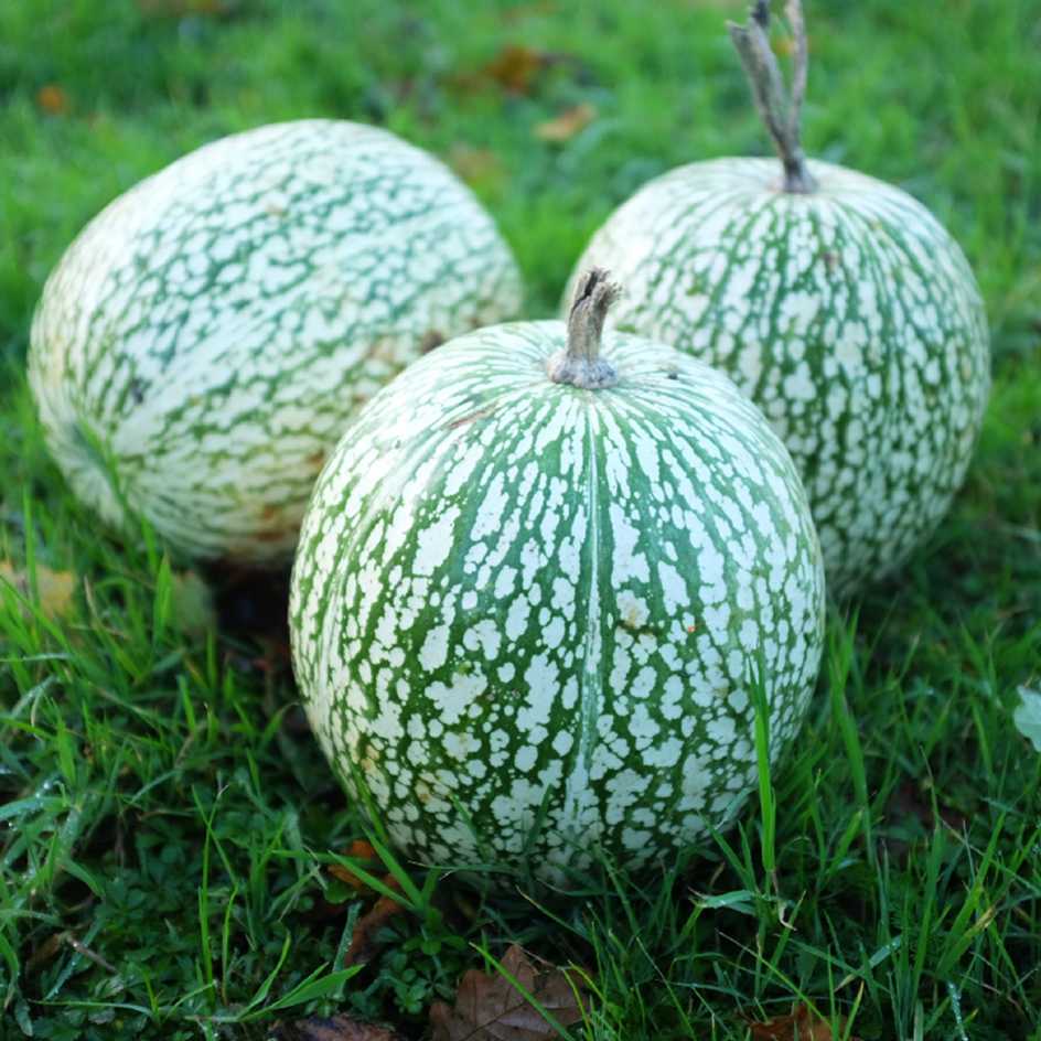 la-bo-te-graines-courge-de-siam-bio-graines-courge image 1