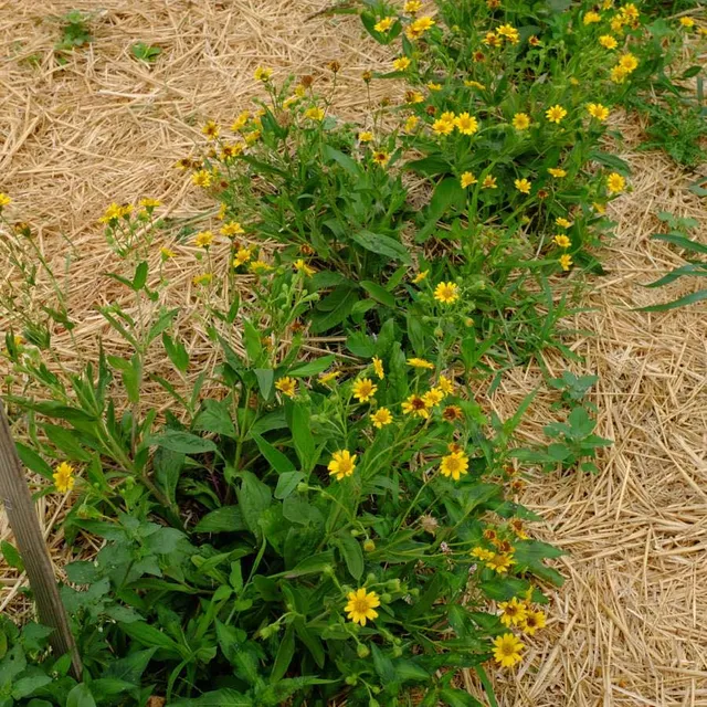 la-bo-te-graines-arnica-chamissonis-graines-fleurs-bio image 1