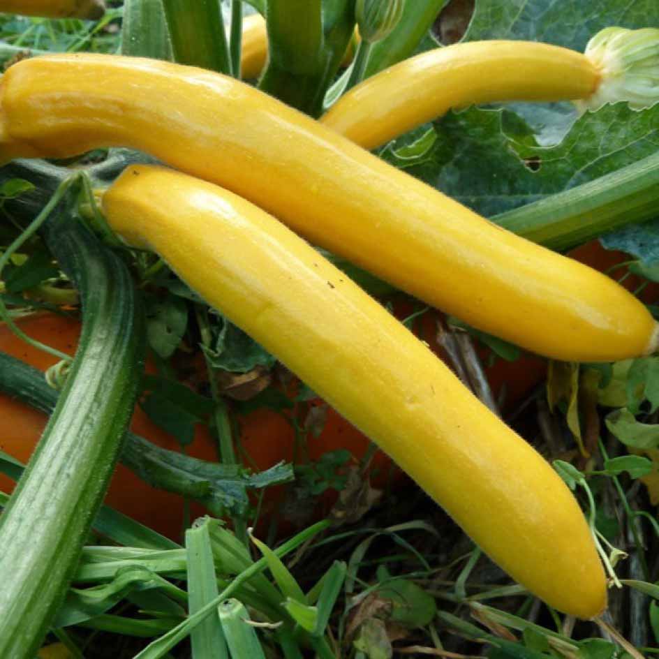 la-bo-te-graines-courgette-gold-rush-graines-bio-jaune image 5