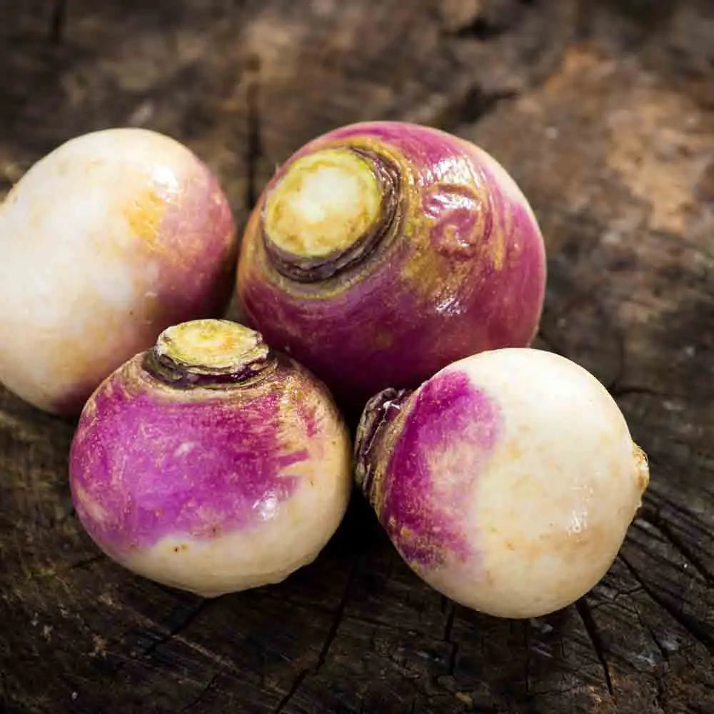ferme-de-sainte-marthe-rutabaga-friese-jaune-graines-bio image 1