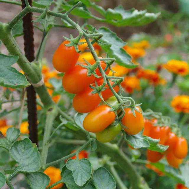 les-semences-de-l-ombelle-olive-orange-graines-tomate-cerise-bio image 1