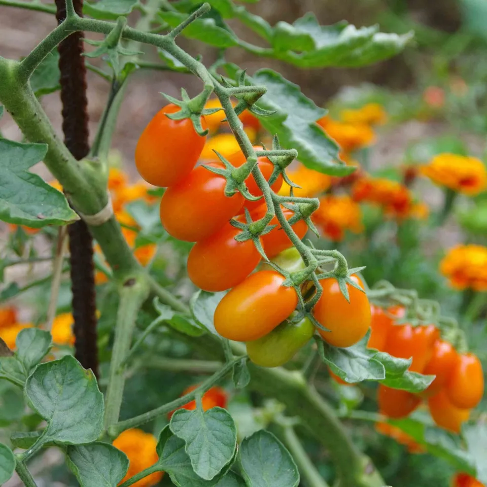 les-semences-de-l-ombelle-olive-orange-graines-tomate-cerise-bio image 1