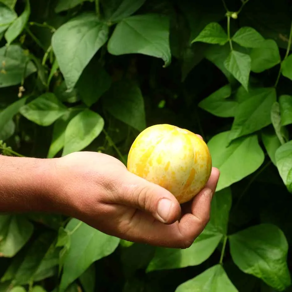la-bo-te-graines-concombre-lemon-graines-bio-jaune image 1