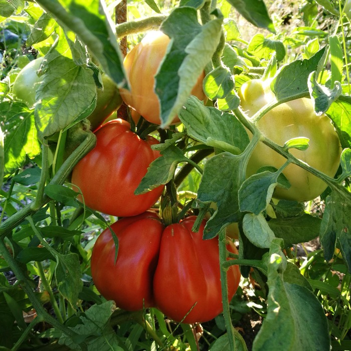 les-semences-de-l-ombelle-tomate-c-ur-de-b-uf-de-nice-graines-bio image 1