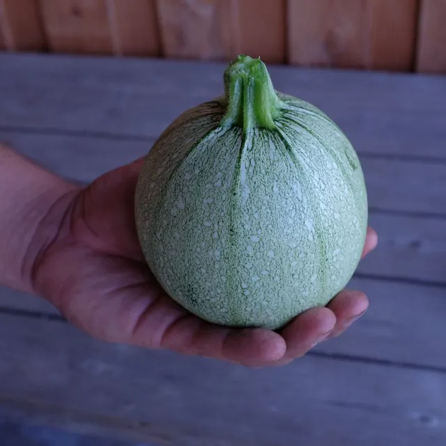 la-bo-te-graines-courgette-ronde-de-nice-graines-bio image 1