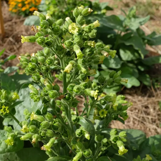 la-bo-te-graines-tabac-hopi-graines-fleurs-bio-ornemental image 1