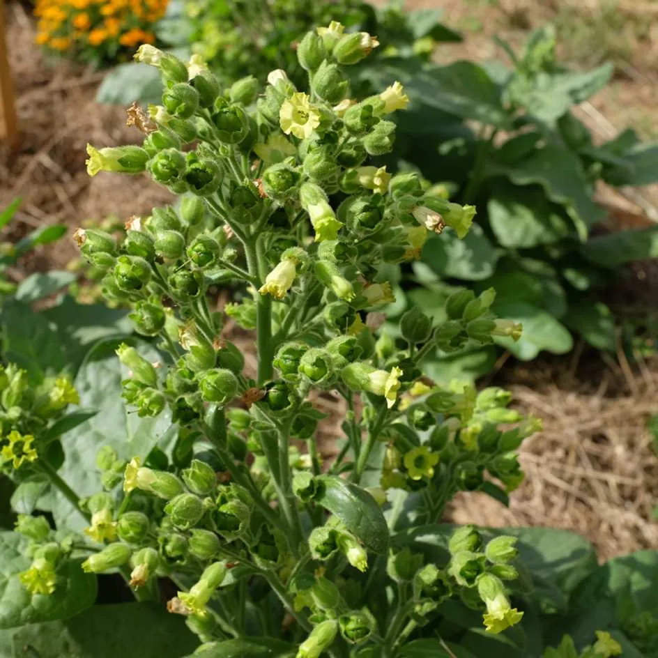 la-bo-te-graines-tabac-hopi-graines-fleurs-bio-ornemental image 1
