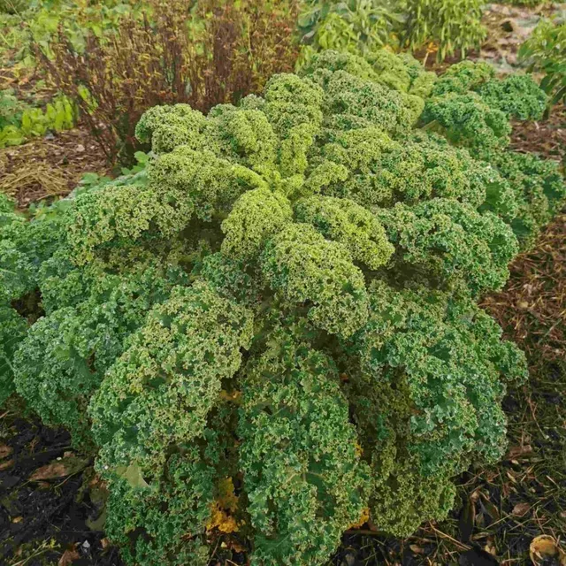 les-semences-de-l-ombelle-chou-kale-westl-nder-winter-graines-bio image 1