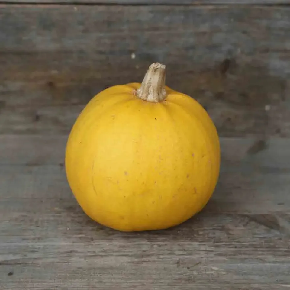 ferme-de-sainte-marthe-courge-melonnette-graines-bio-vend-e image 1
