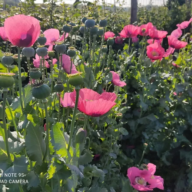les-semences-de-l-ombelle-pavot-rose-graines-fleurs-bio-simple image 1
