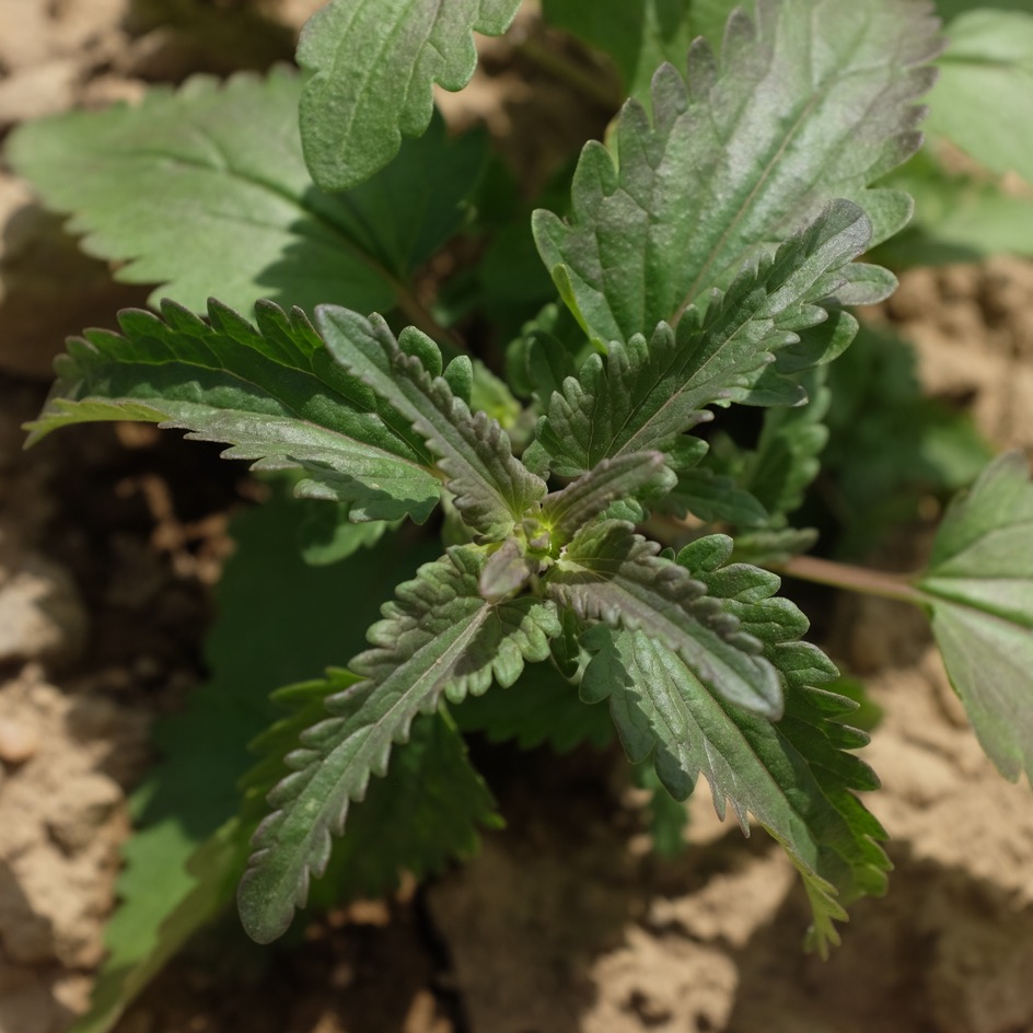 la-bo-te-graines-th-des-jardins-graines-bio-infusion-verveine image 2