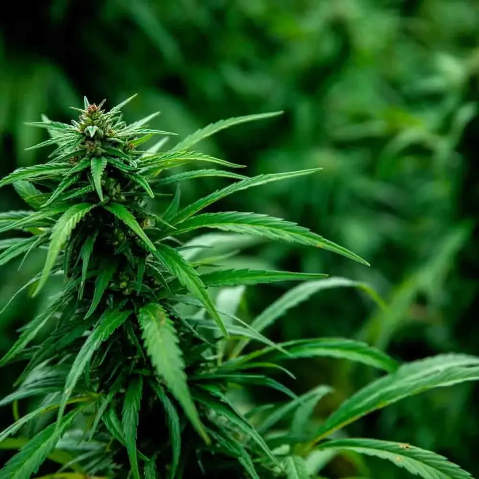 ferme-de-sainte-marthe-graines-aromatiques-chanvre-kompolti-cbd-sativa image 1