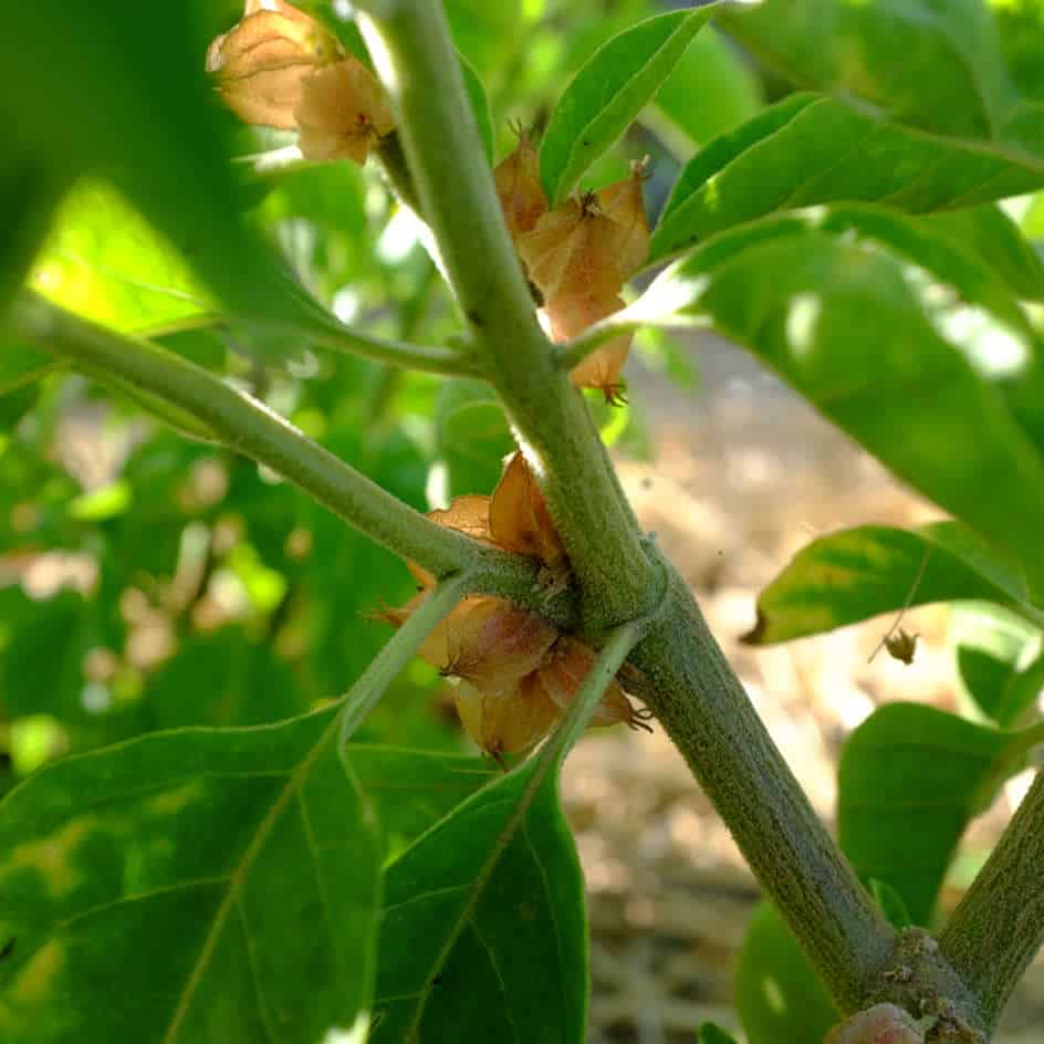 la-bo-te-graines-withania-somnifera-africain-graines-bio image 1