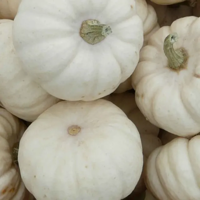 la-bo-te-graines-courge-baby-boo-graines-l-gumes-bio-blanche image 1