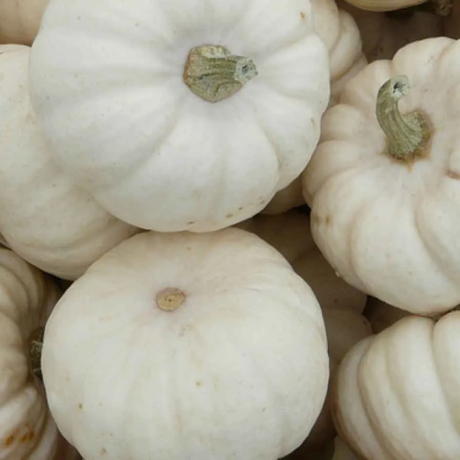 la-bo-te-graines-courge-baby-boo-graines-l-gumes-bio-blanche image 1