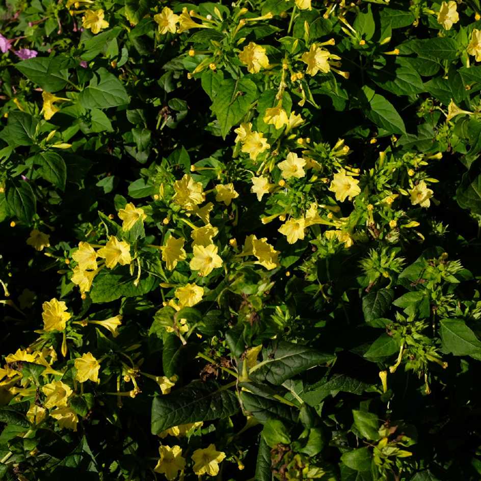 la-bo-te-graines-belle-de-nuit-jaune-graines-fleurs-bio image 3