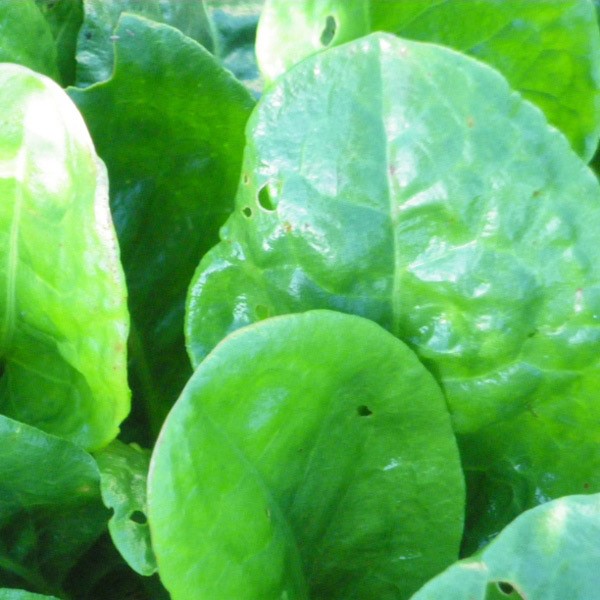 la-bo-te-graines-oseille-de-belleville-graines-l-gumes-bio image 1