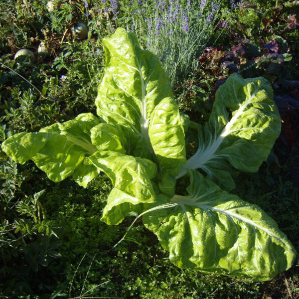 la-bo-te-graines-poir-e-verte-carde-blanches-bio-graines-de-blette image 3