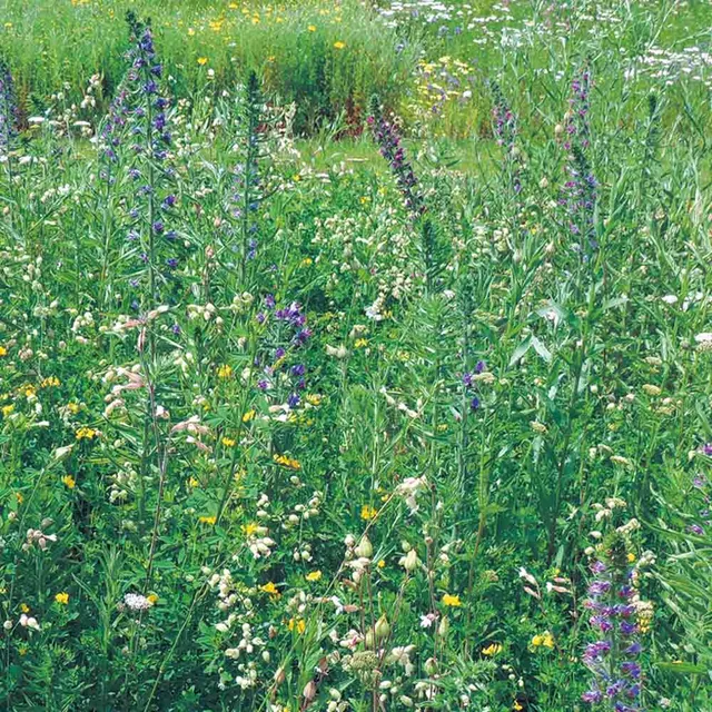 ferme-de-sainte-marthe-nourrir-papillons-m-lange-fleuri-graines-sachet image 1
