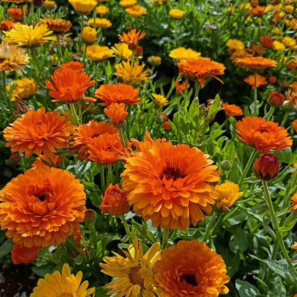 ferme-de-sainte-marthe-souci-orange-ball-ab-graines-de-fleurs-bio image 1