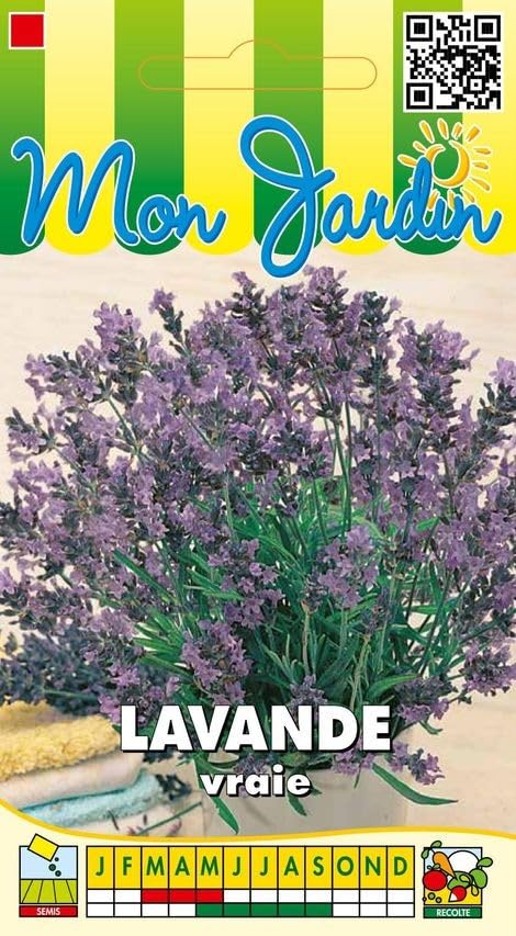 graines-bocquet-lavande-officinale-vraie-fleur-vivace-1-g image 1