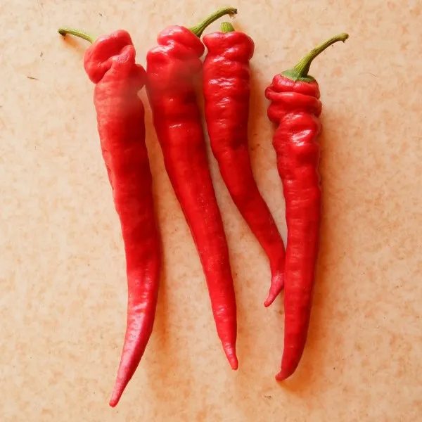 la-bo-te-graines-poivron-nardello-bio-graines-l-gumes image 1