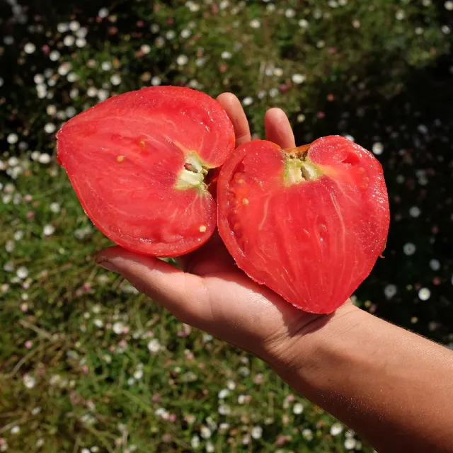 la-bo-te-graines-graines-l-gumes-tomate-c-ur-de-b-uf-j-rusalem-bio image 1