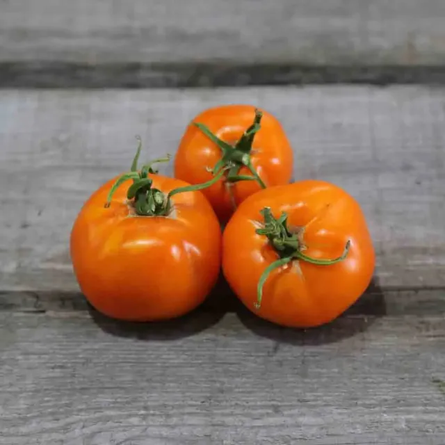 ferme-de-sainte-marthe-tomate-valencia-ab-graines-bio-orange image 1