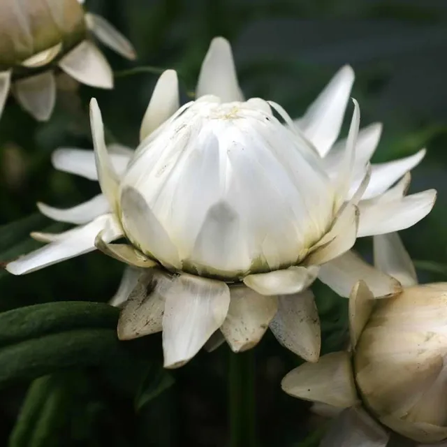 la-bo-te-graines-graines-fleurs-immortelle-blanc-pur-bio-bouquet image 1