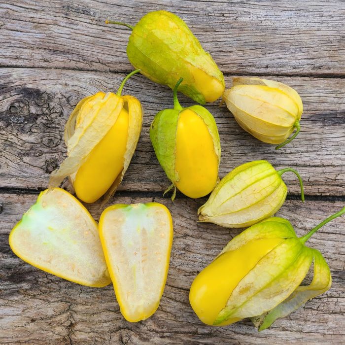 les-semences-de-l-ombelle-physalis-tomatillo-queen-of-malinalco-graines image 2