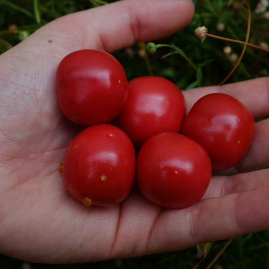 la-bo-te-graines-morelle-balbis-mamoncillos-bio-graines-l-gumes image 1