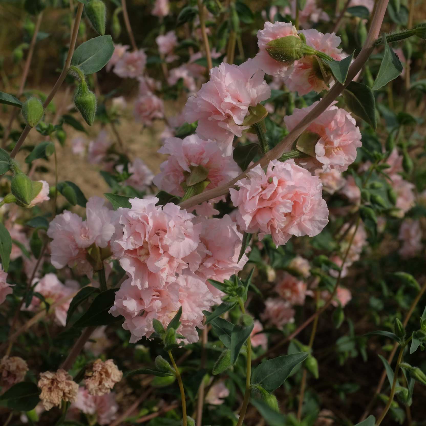 la-bo-te-graines-clarkia-appleblossom-graines-fleurs-bio-rose image 4