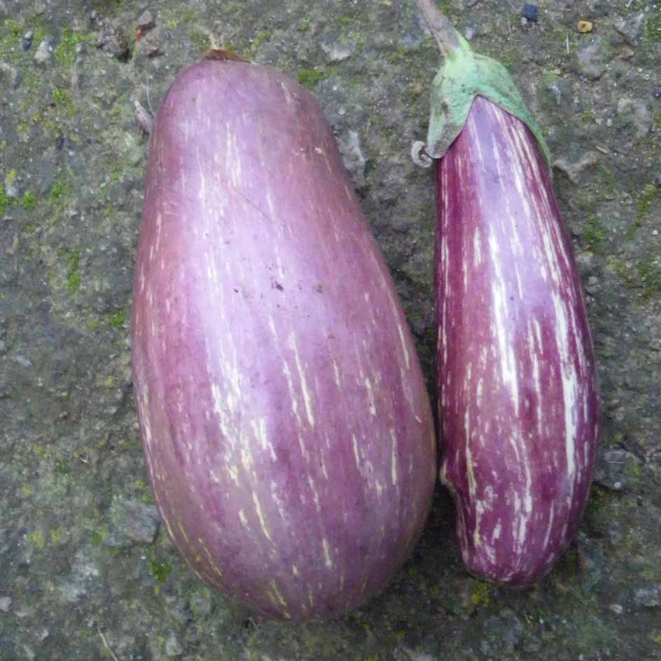 la-bo-te-graines-aubergine-listada-de-gandia-bio-graines image 1