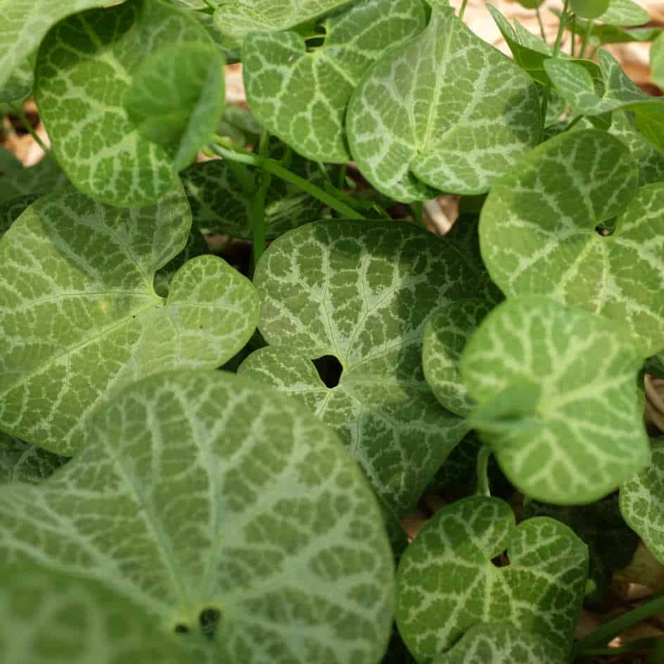 la-bo-te-graines-aristolochia-fimbriata-graines-bio-pot image 2