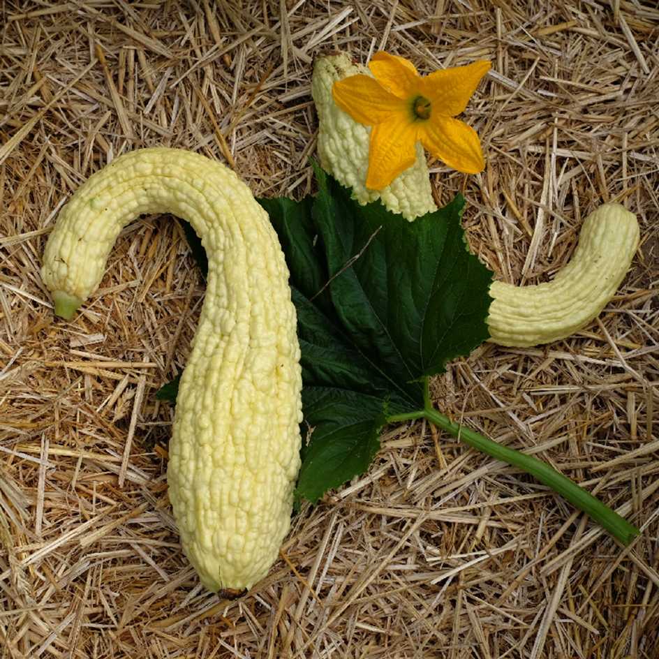 la-bo-te-graines-courgette-rugosa-friulana-graines-bio image 1