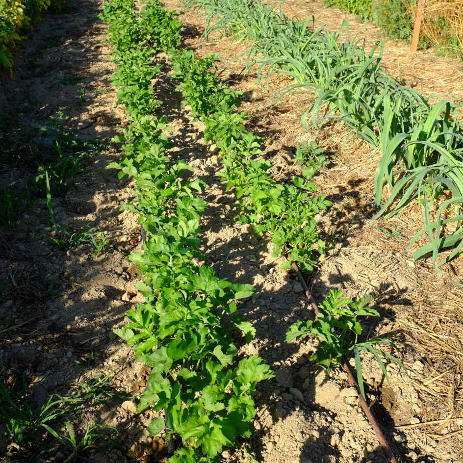la-bo-te-graines-panais-demi-long-de-guernesey-bio-rustique image 3