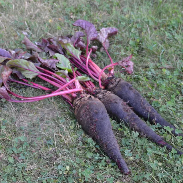 les-semences-de-l-ombelle-betterave-crapaudine-graines-bio image 1