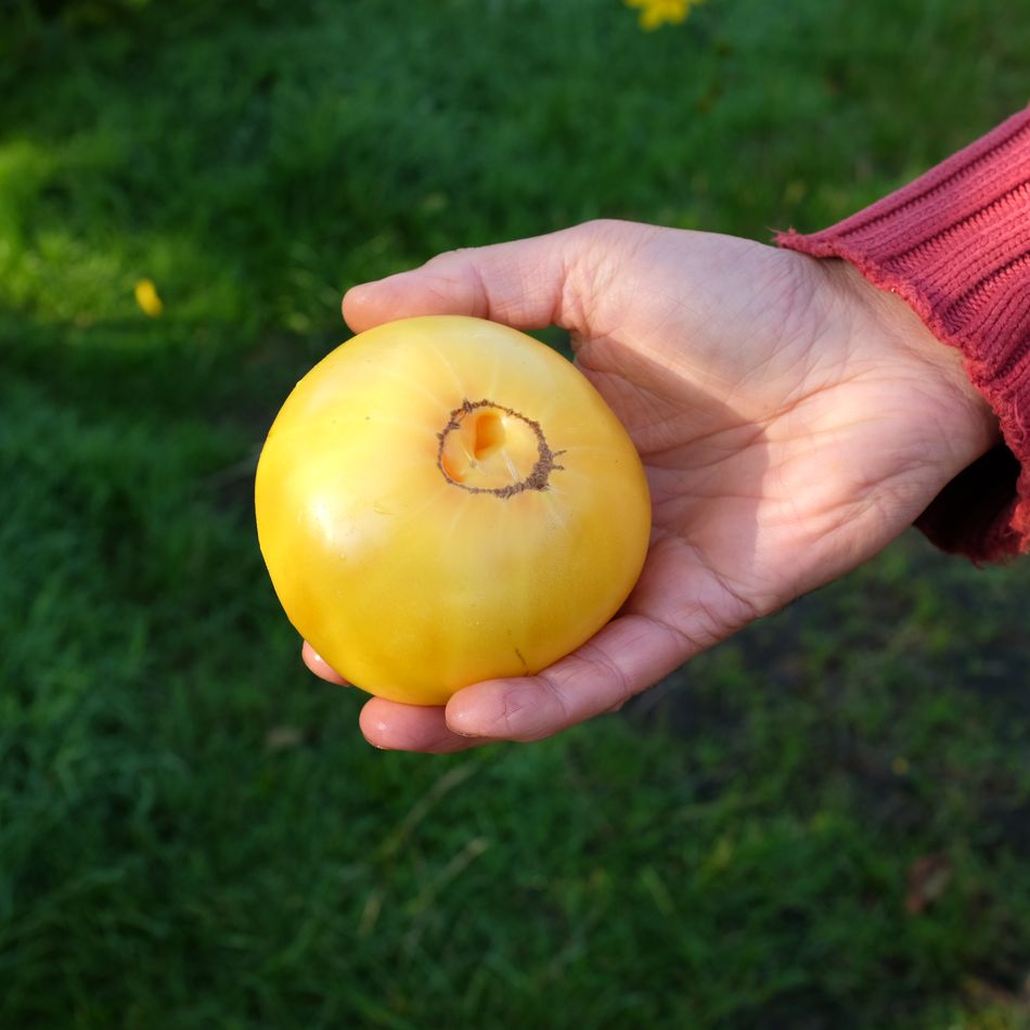 la-bo-te-graines-tomate-lilian-s-yellow-heirloom-graines-bio-beefsteak image 3