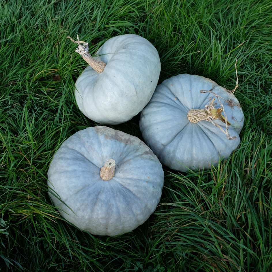 la-bo-te-graines-potiron-bleu-de-hongrie-graines-l-gumes-bio image 2