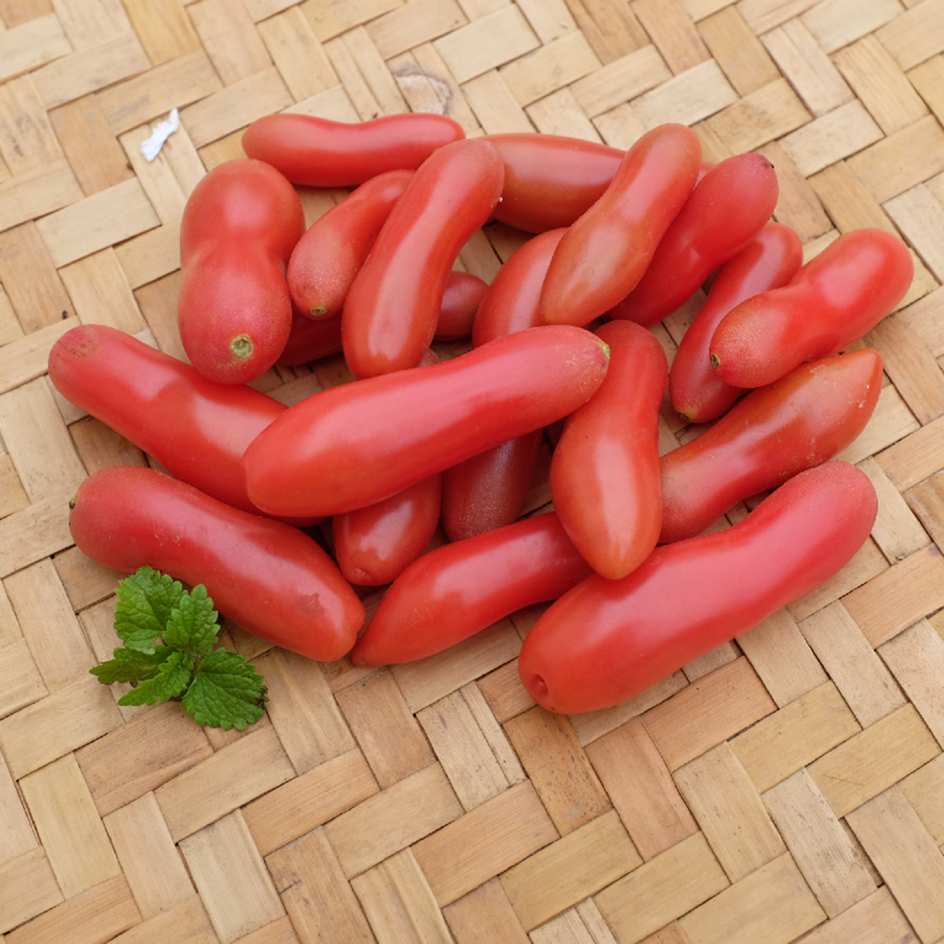 la-bo-te-graines-coucougnette-de-vend-e-graines-tomate-bio image 3