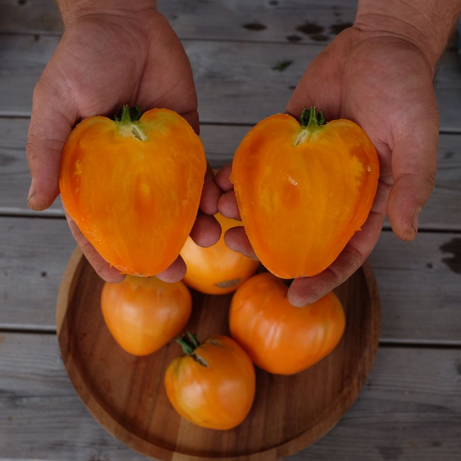 la-bo-te-graines-mangue-tomate-bio-orange-sucr-e image 1