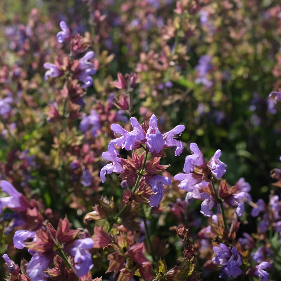la-bo-te-graines-sauge-officinale-bio-graines-aromatiques-tisane image 4