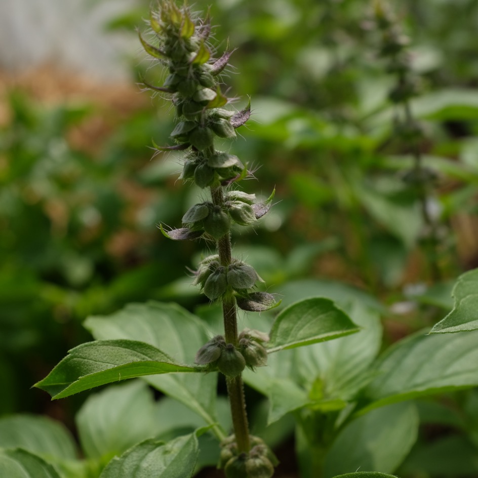 la-bo-te-graines-basilic-mrs-burns-graines-aromatiques-bio-citron image 5