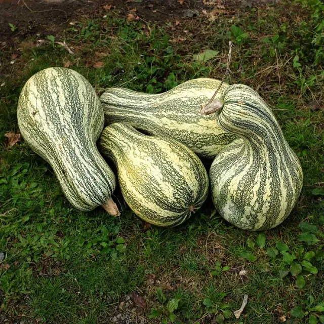la-bo-te-graines-graines-l-gumes-courge-striped-cushaw-bio image 1